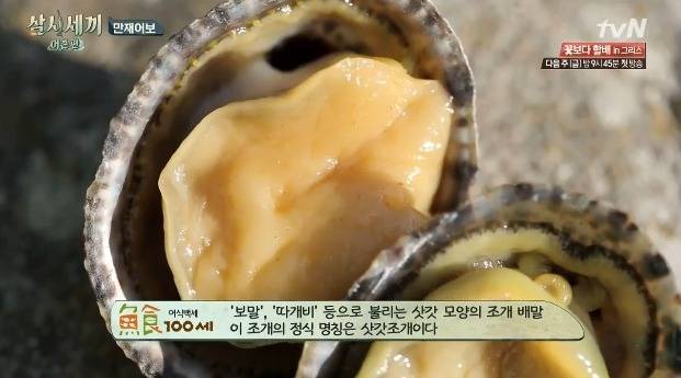 애기삿갓조개