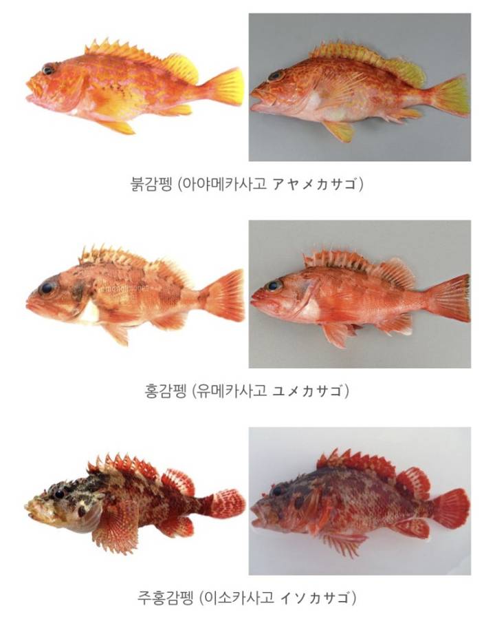 아코우다이