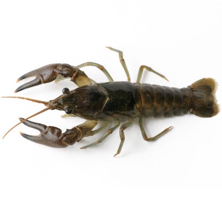 바닷가재
