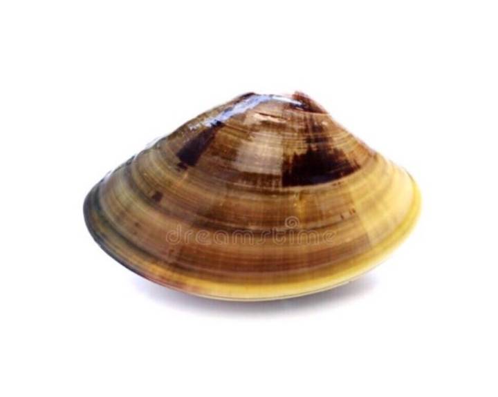 백합