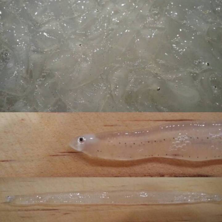 뱀장어