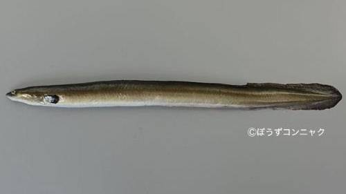 뱀장어