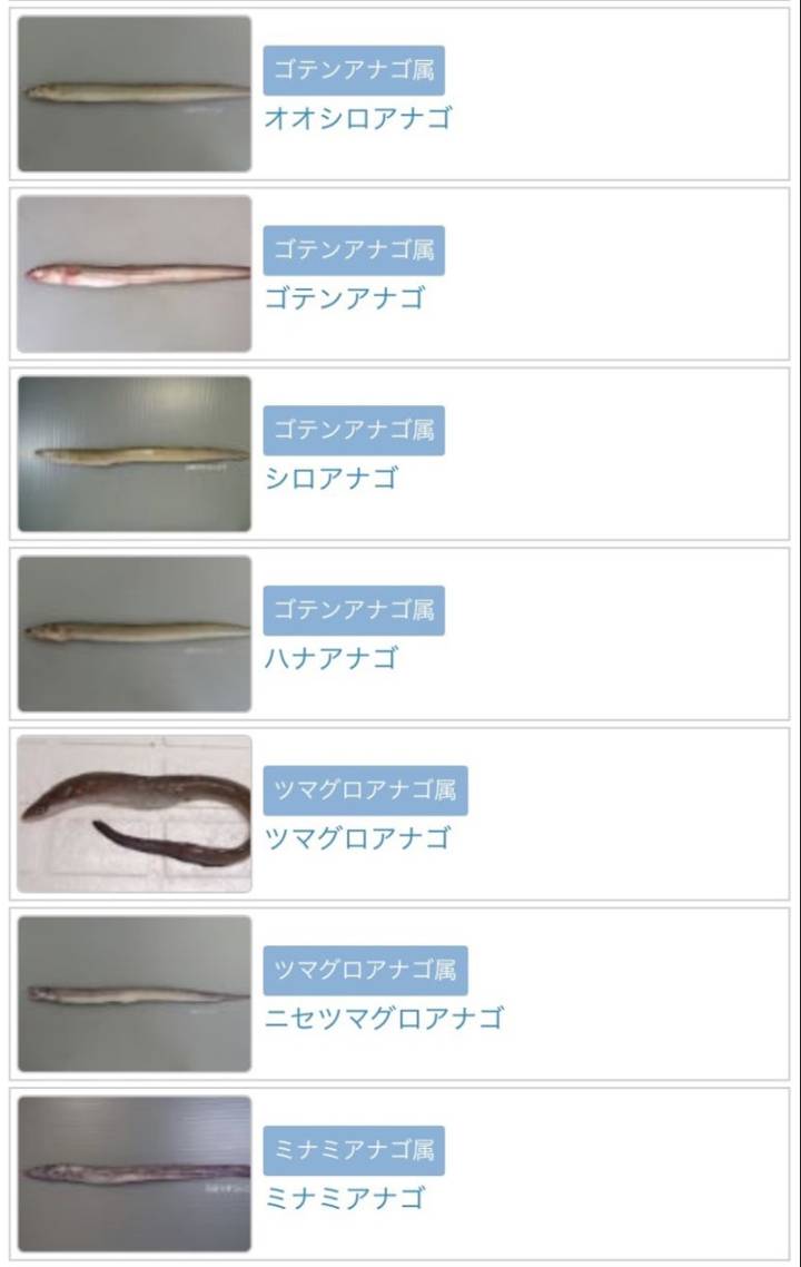 뱀장어