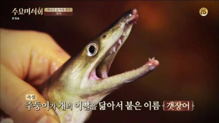 뱀장어