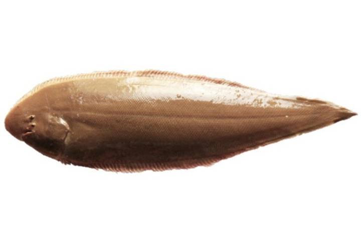 박대