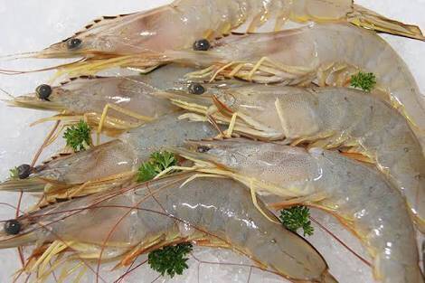 바나나새우