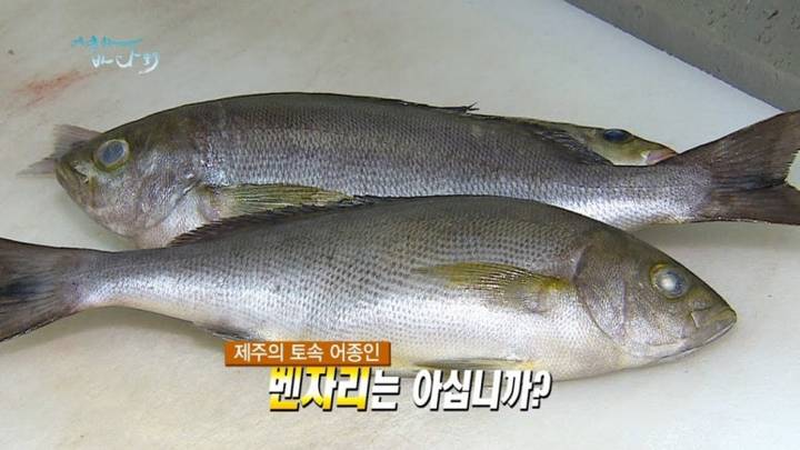 벤자리
