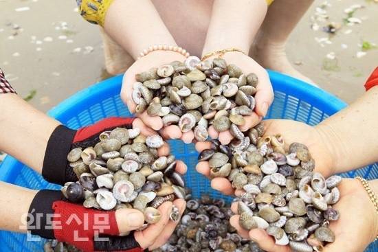 비단고둥