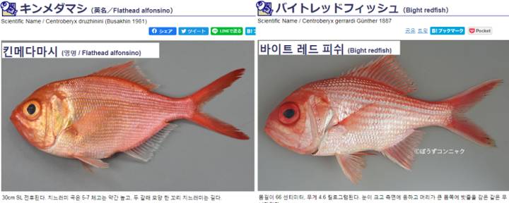 빛금눈돔