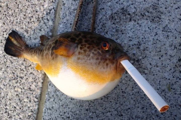 복섬