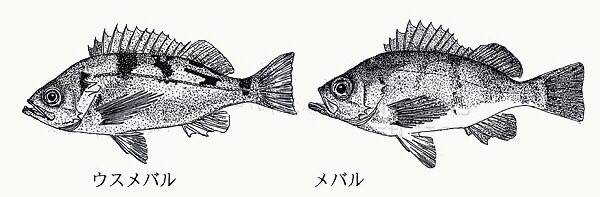 볼락
