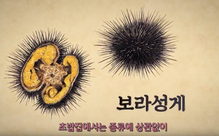 보라성게