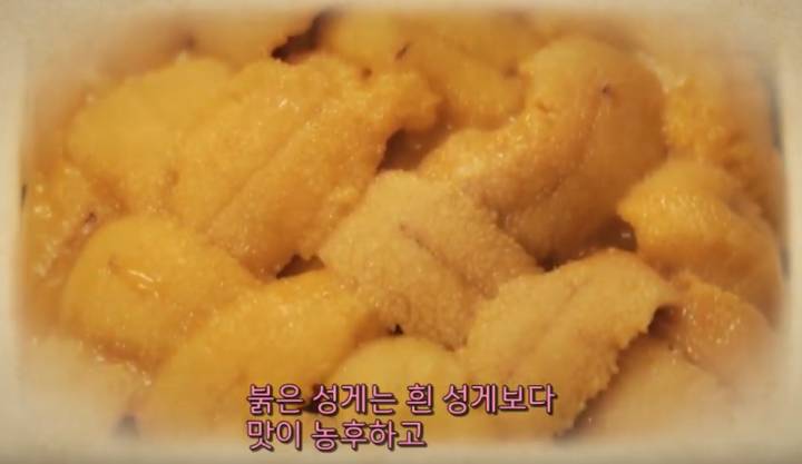 보라성게
