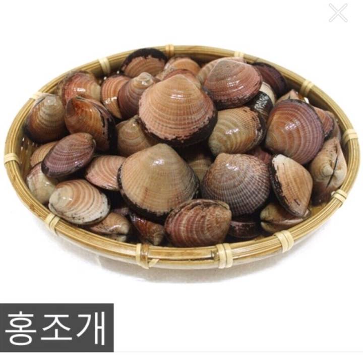 북방밤색무늬조개