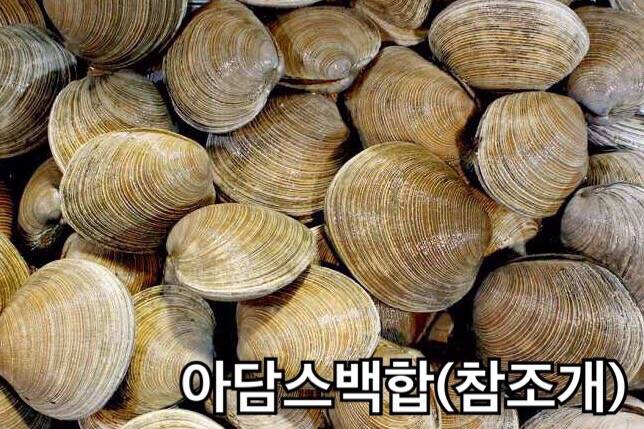 북방대합