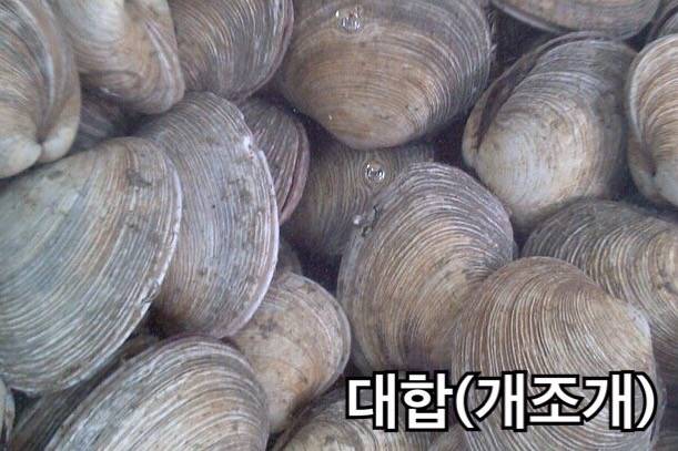 북방대합