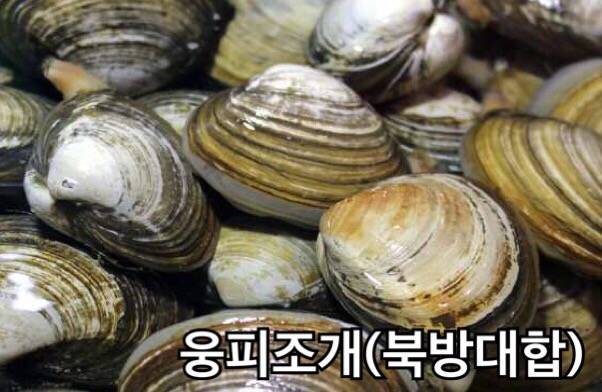 북방대합
