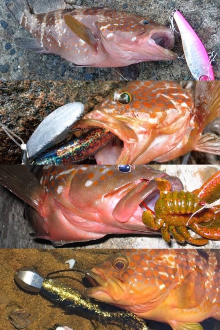 붉바리