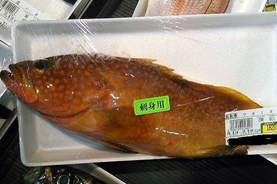 붉바리