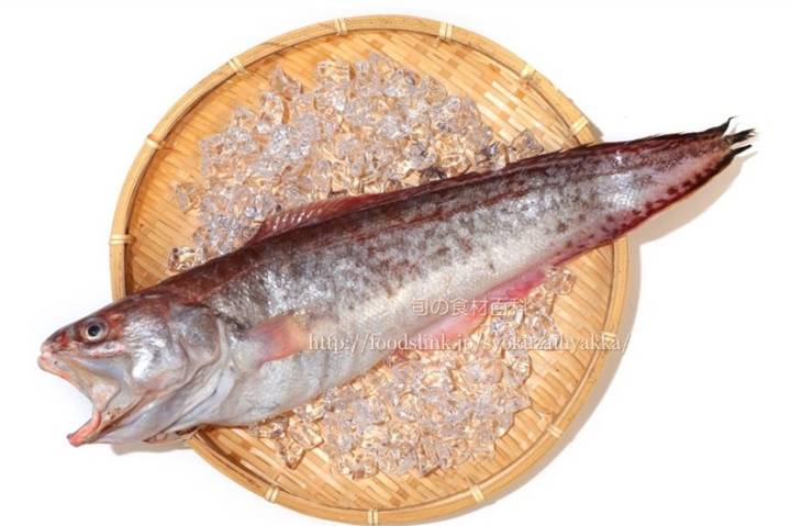 붉은메기