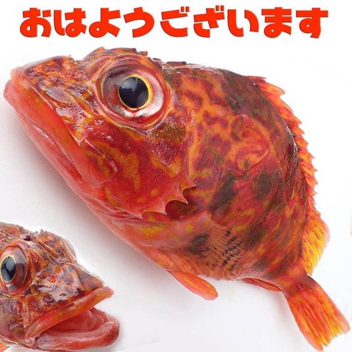 붉감펭
