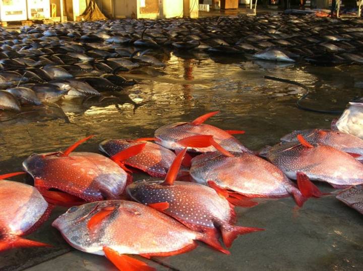 붉평치
