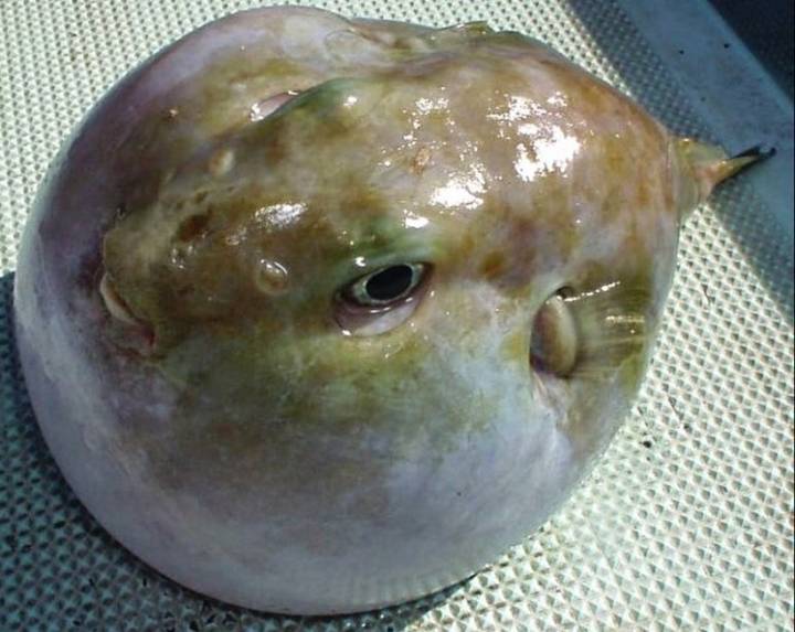 불룩복