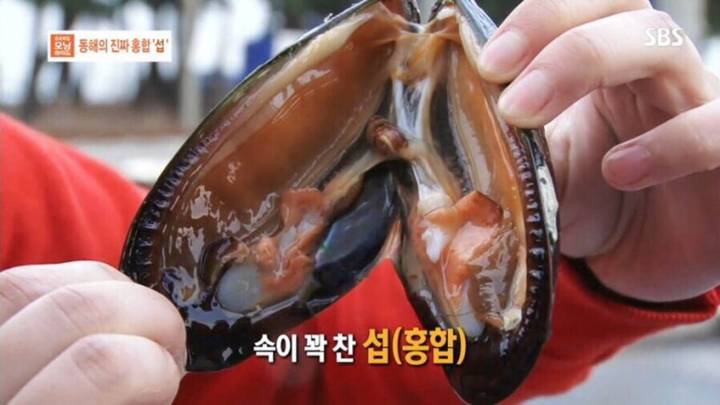 참담치