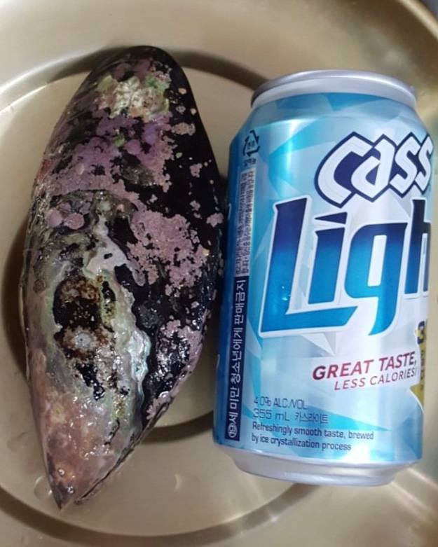 참담치