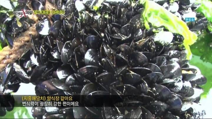 참담치