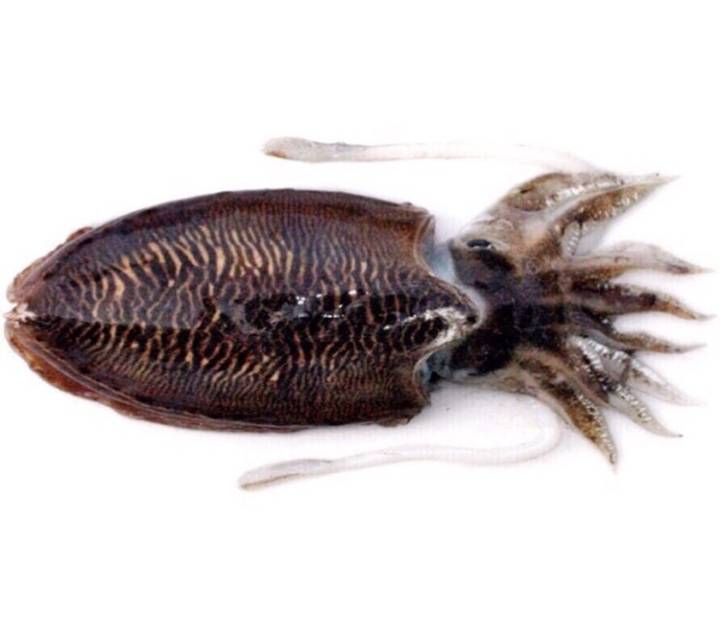 참갑오징어