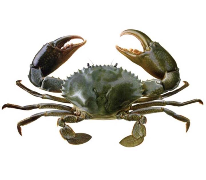 참게