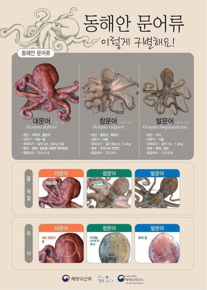 참문어