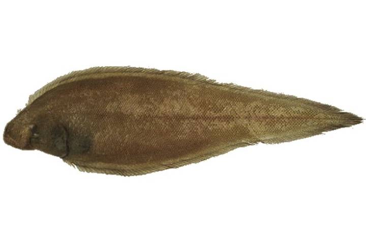 참서대