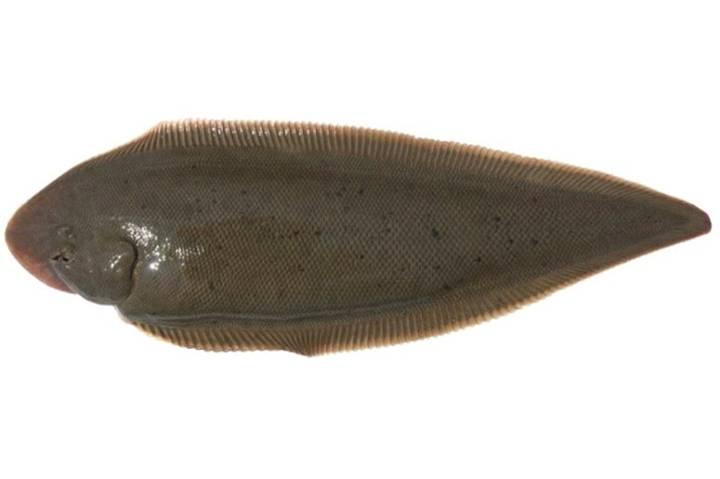 참서대