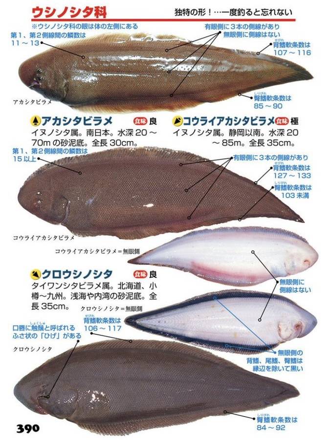 참서대