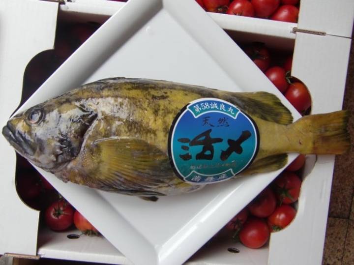 청회볼락