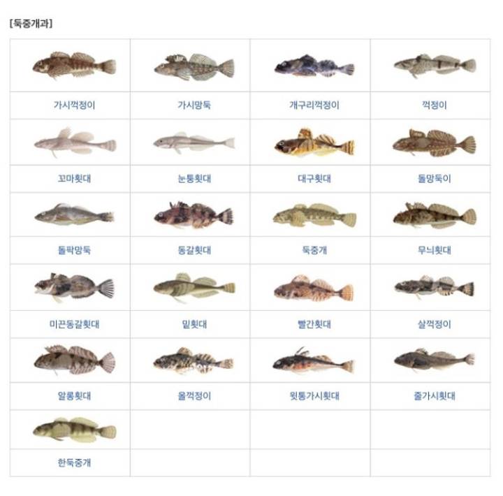 대구횟대