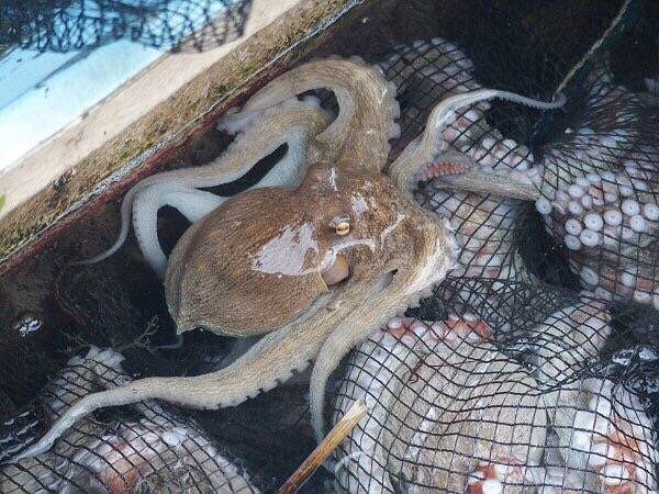 대문어
