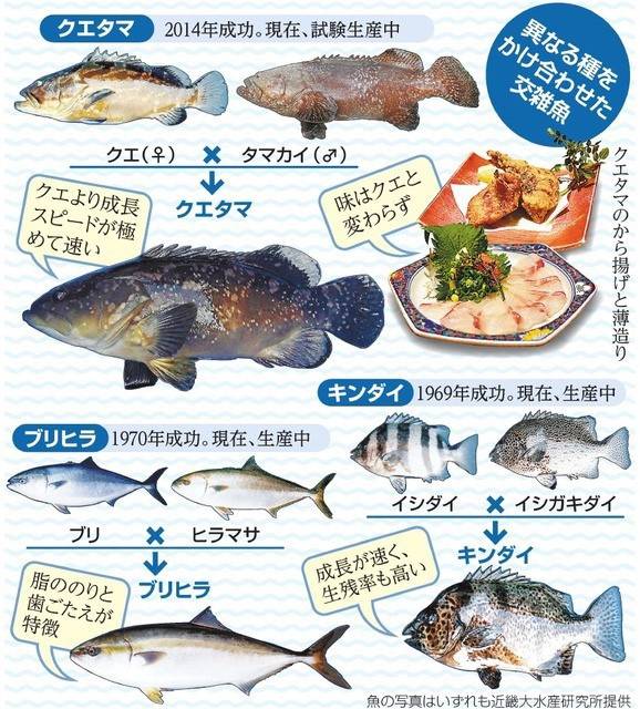 대왕바리