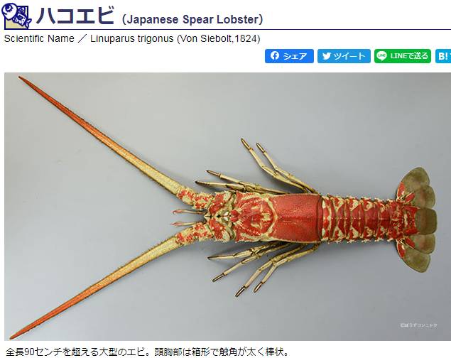 닭새우