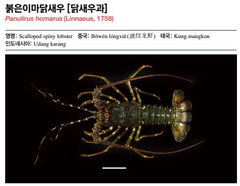 닭새우