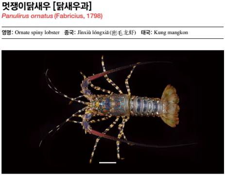 닭새우