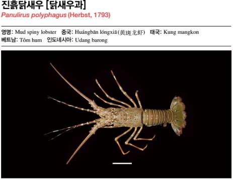 닭새우