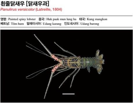 닭새우