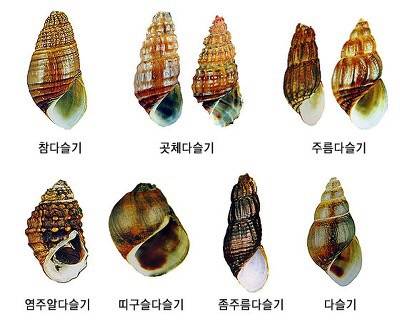 다슬기