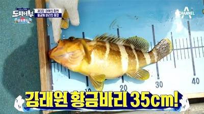 도도바리