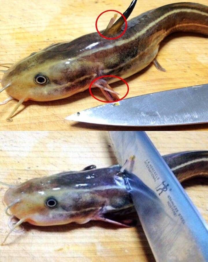 독가시치