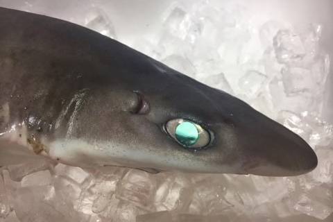돔발상어