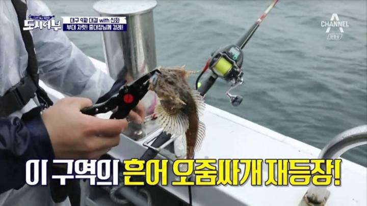 동갈횟대